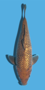 48